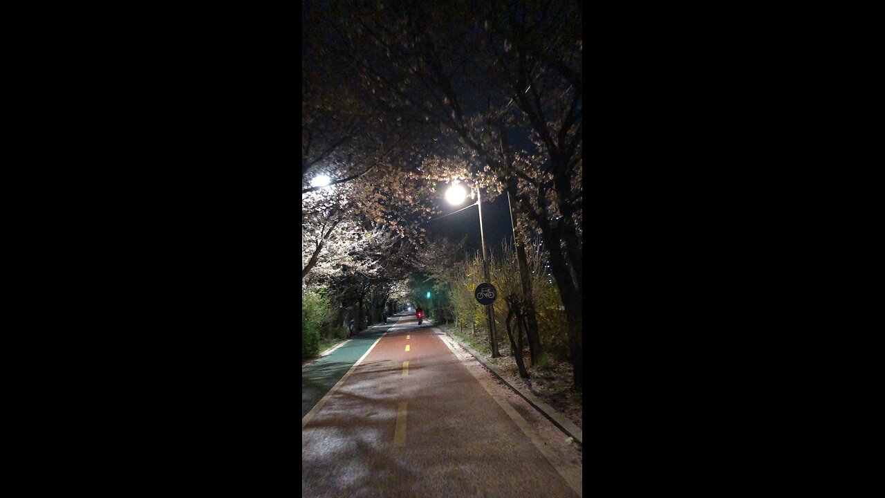 The night view of cherry blossoms at night