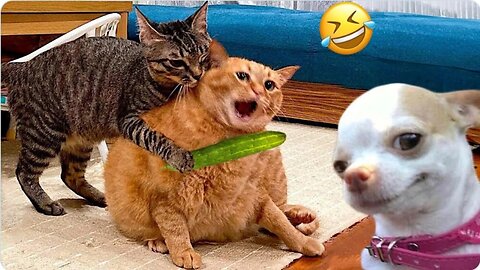 Funniest Cats And Dogs Videos😂😂😂