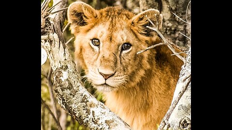 #Animals#shorts#😈😈 danger