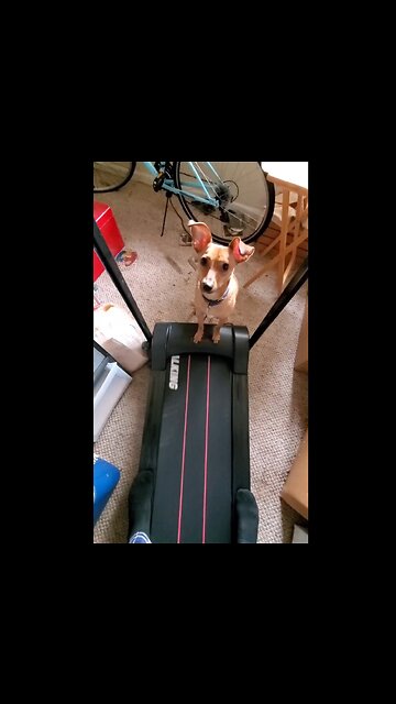 My Chihuahua Playing On a Treadmill