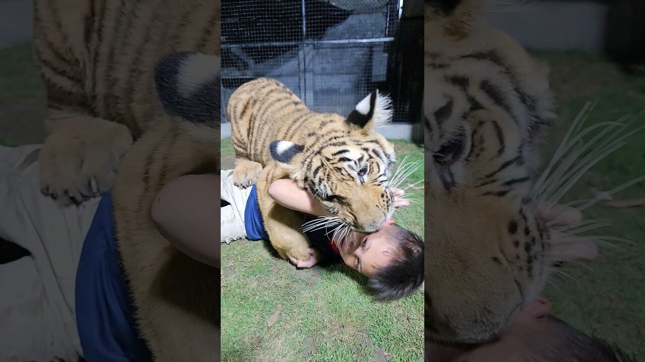 Tiger playing with Kids