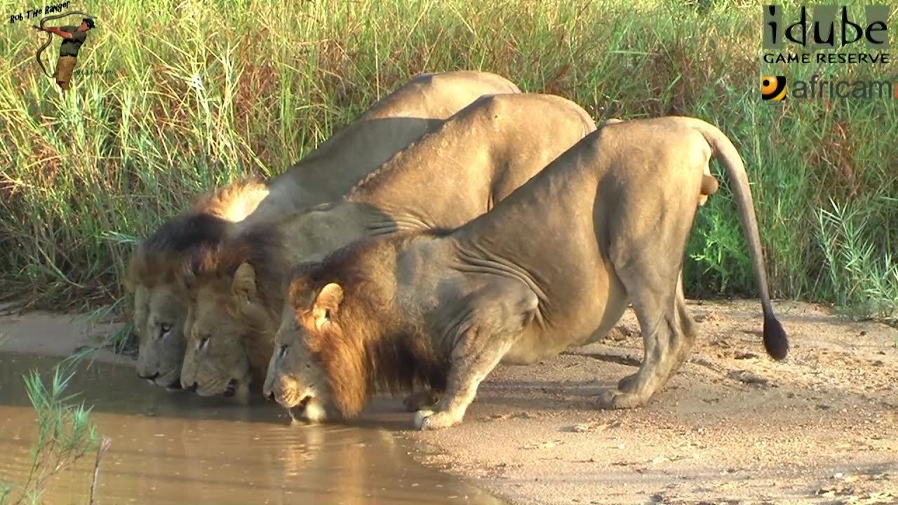 Majestic African Male Lions Patrolling Their Territory