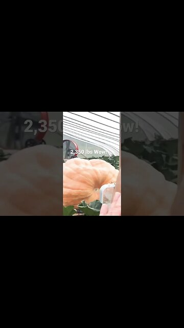 Missing Giant Pumpkin #bubba #diy #giantpumpkin