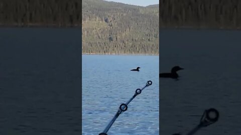 #loon #fishing #camping at #sugarlake