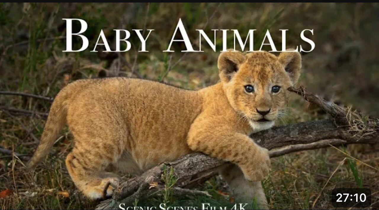 Baby animals - Amazing World of Young Animals | Scenic Relaxation Film