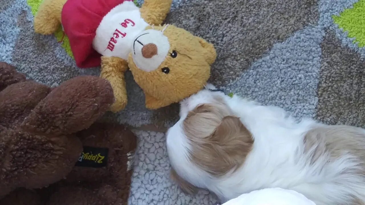 C Litter-5 Weeks Old Today ☺