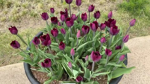 서울, 마곡식물원, 튤립, 마곡나루역, 9호선, tulip, 꽃길만걷게해줄께, 보라색, 노란색, 꽃잔치, 꽂구경, 4월, 보타닉 파크, 봄구경, 꽃잔치, 수선화, 제로페이결제할인