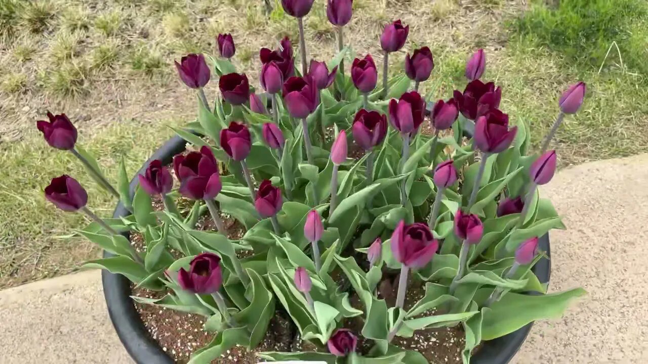 서울, 마곡식물원, 튤립, 마곡나루역, 9호선, tulip, 꽃길만걷게해줄께, 보라색, 노란색, 꽃잔치, 꽂구경, 4월, 보타닉 파크, 봄구경, 꽃잔치, 수선화, 제로페이결제할인