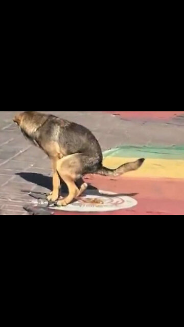 Lefties Upset That Dog Pooped On Rainbow Crosswalk