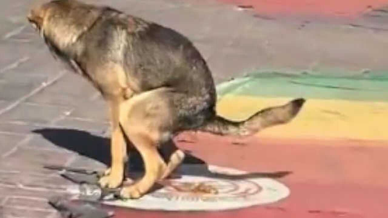 Lefties Upset That Dog Pooped On Rainbow Crosswalk