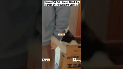 Insane Pet Cat Hidden Attack On Human Ever Caught On Camera #shorts #animals #pets #cat #wildlife