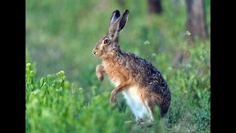 The magnitude and beauty of the rabbit