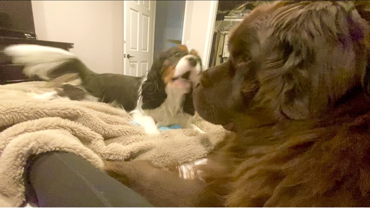 Cavalier taunts giant Newfie into chaotic roughhousing session