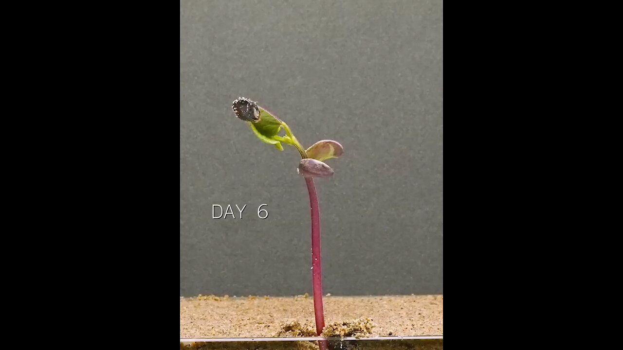 Growing Bean From Seed