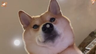 Dog Caught Looking At Suspicious Phone - DV021