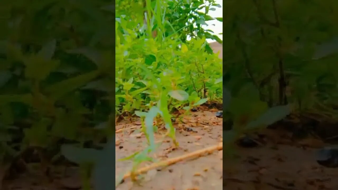 relaxing video with music #shorts