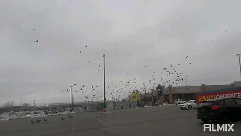 Flying Birds