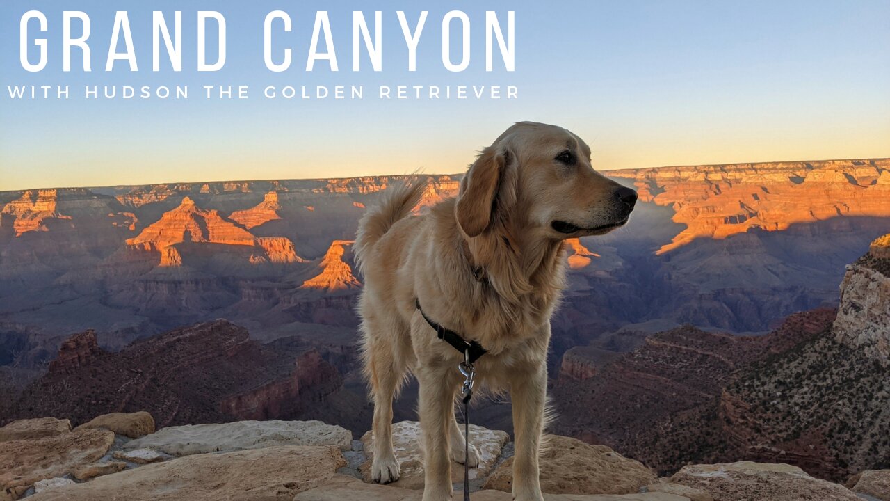 Thanksgiving in the Grand Canyon: The case of the missing turkey and detective Golden Retriever