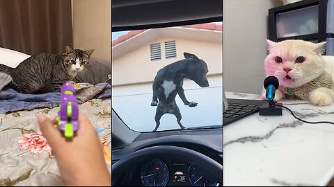 Funny ANIMALS videos😊Funniest CATS😹 and DOGS🐶 2024 #2