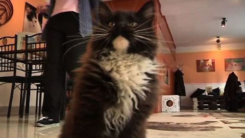 Hungarian Cat Cafe