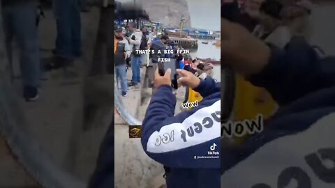 That's a big 🐟