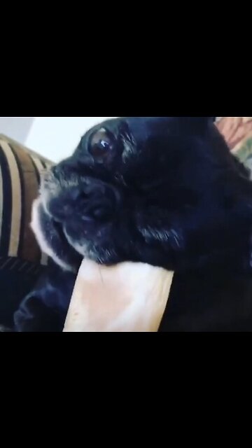 Pug chewing bone