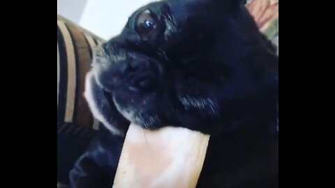 Pug chewing bone
