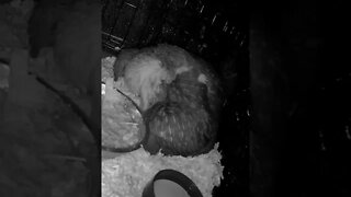 Mother hen sound asleep with baby chicks tucked underneath her