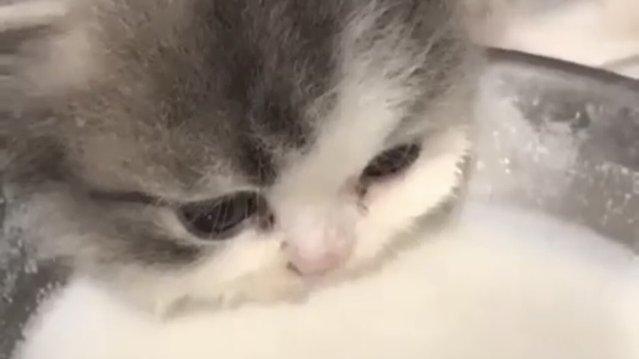 cutest cat video😻