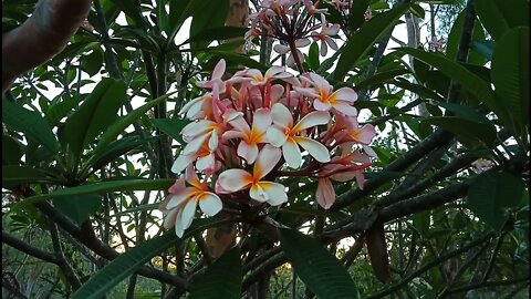 The Frangipani is pink 11th December 2021