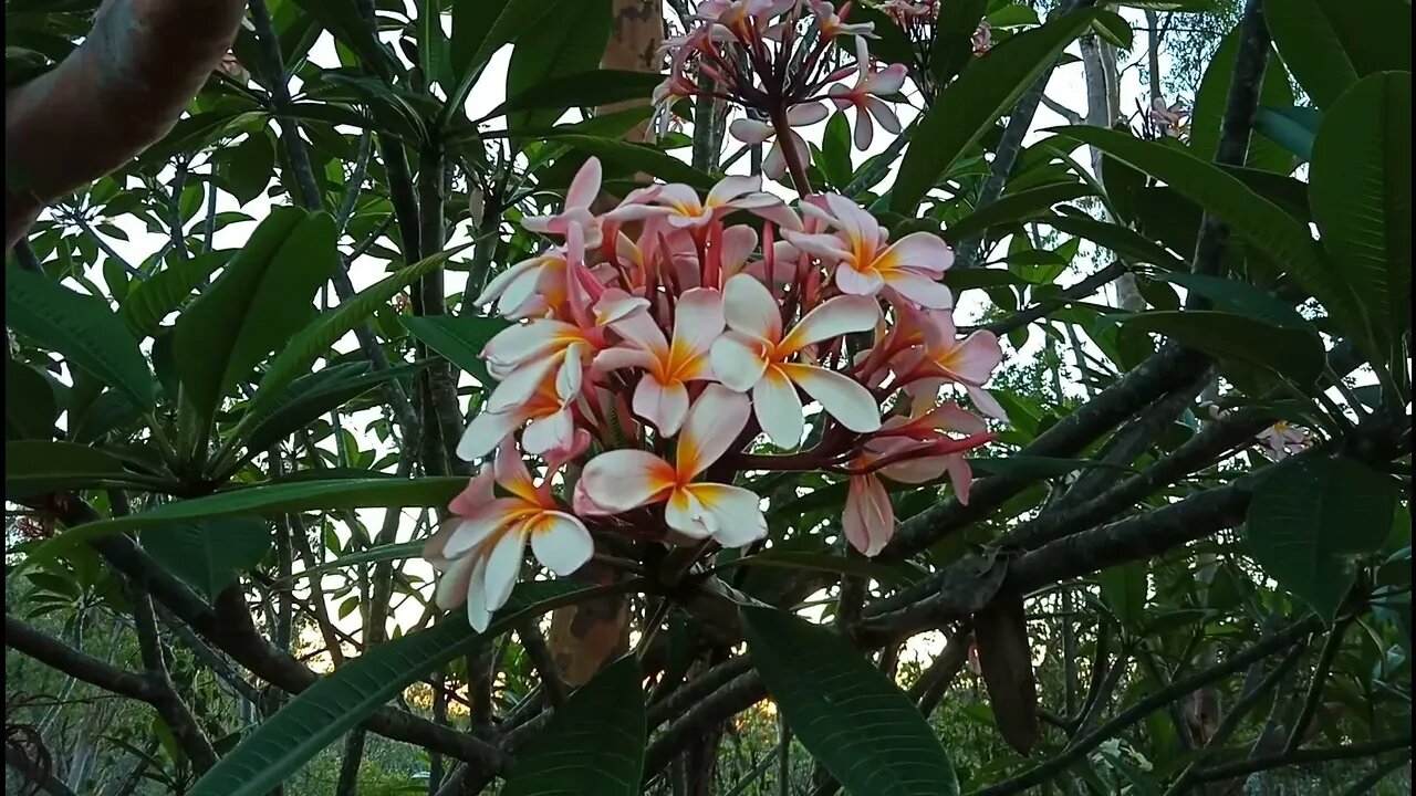 The Frangipani is pink 11th December 2021