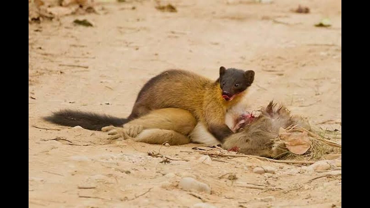 A huge Marten that kills deer and monkeys in Jungle