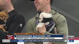 Not everyone happy about auction for dogs