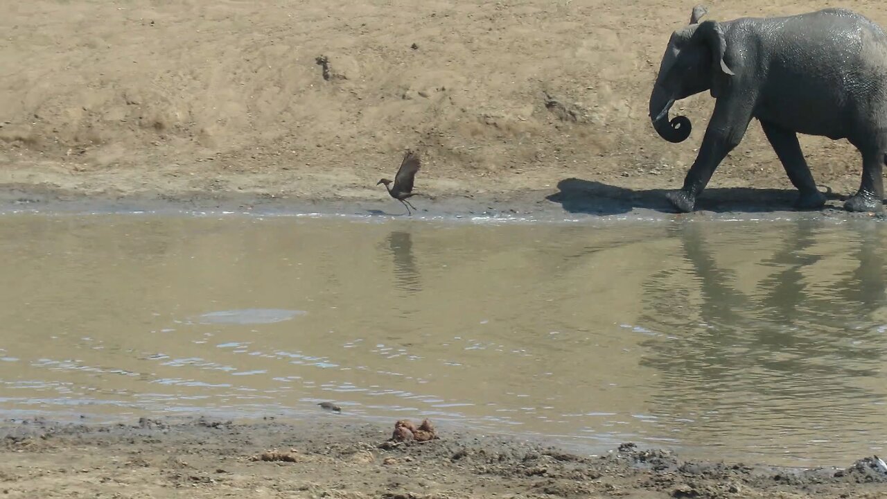 Angry Elephant Picks On Small Bird At Watering Hole