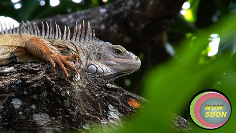 Most Unique lizard in the World 🐲