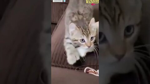 cute cat videos 😹 funny videos 😂 680 😻 #shorts #shortsfunny #cutecat #catvideos #catsfood #catscare