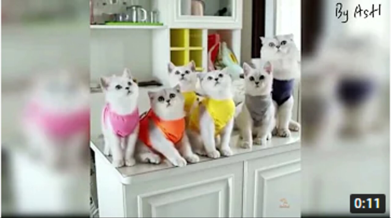 #cute Cats #shorts