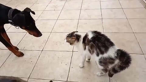 Kedi İle Köpeğin Karşılaşması Kedi Fena Kabardı