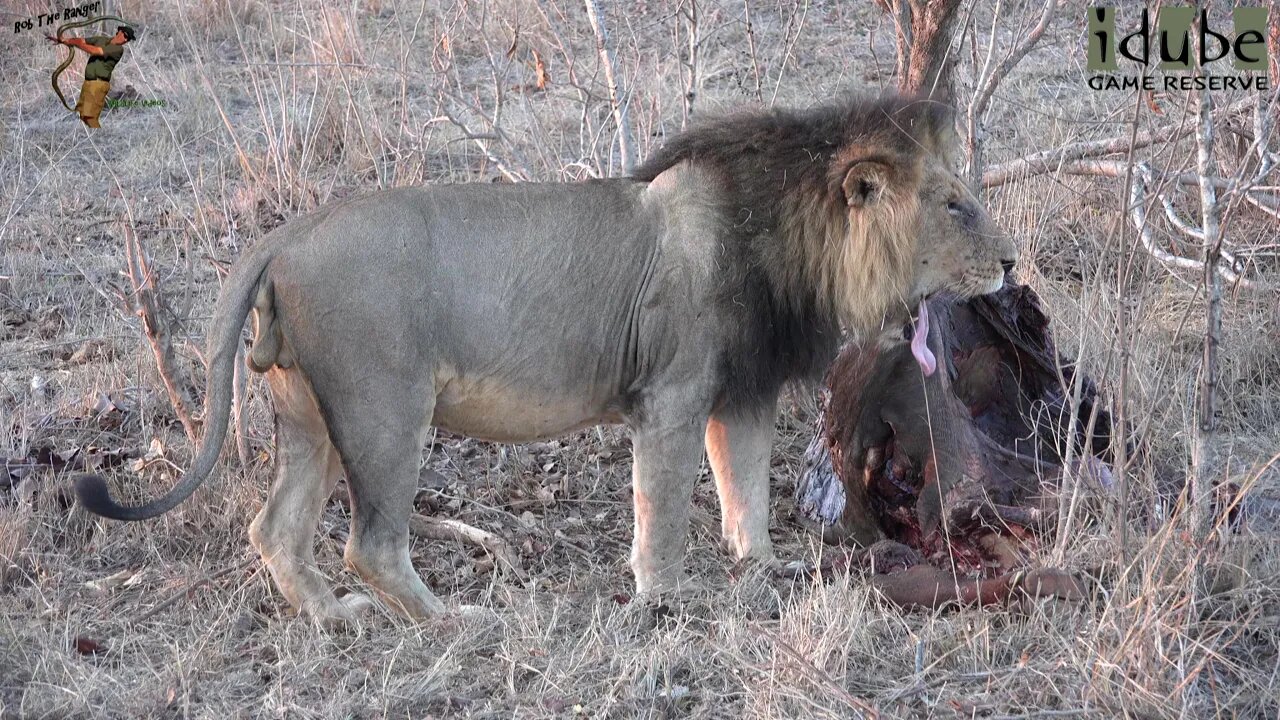 Majingilane And Othawa Lions With A Buffalo