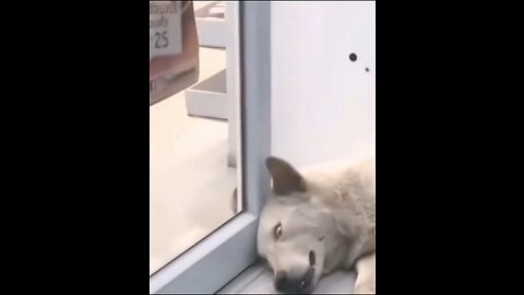 Funny animals