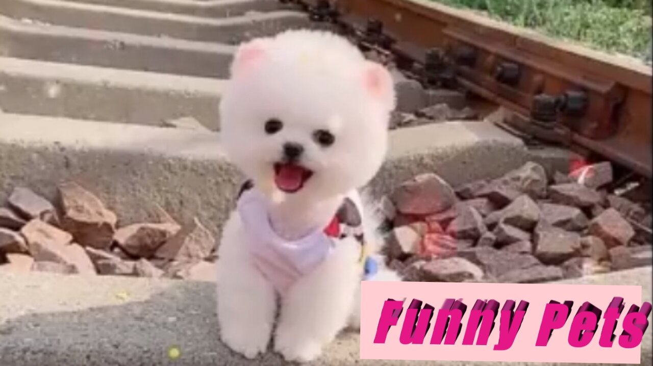 funny pets,funny animals video,funny domestic animals,funny cat,funny dog,