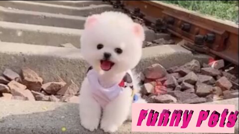 funny pets,funny animals video,funny domestic animals,funny cat,funny dog,
