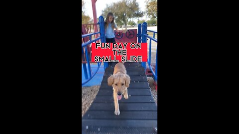 Dog having Fun! (SMALL SLIDE DOES HE DO IT?)