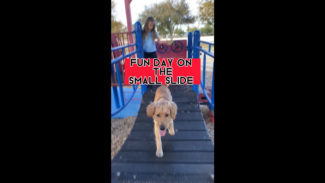 Dog having Fun! (SMALL SLIDE DOES HE DO IT?)