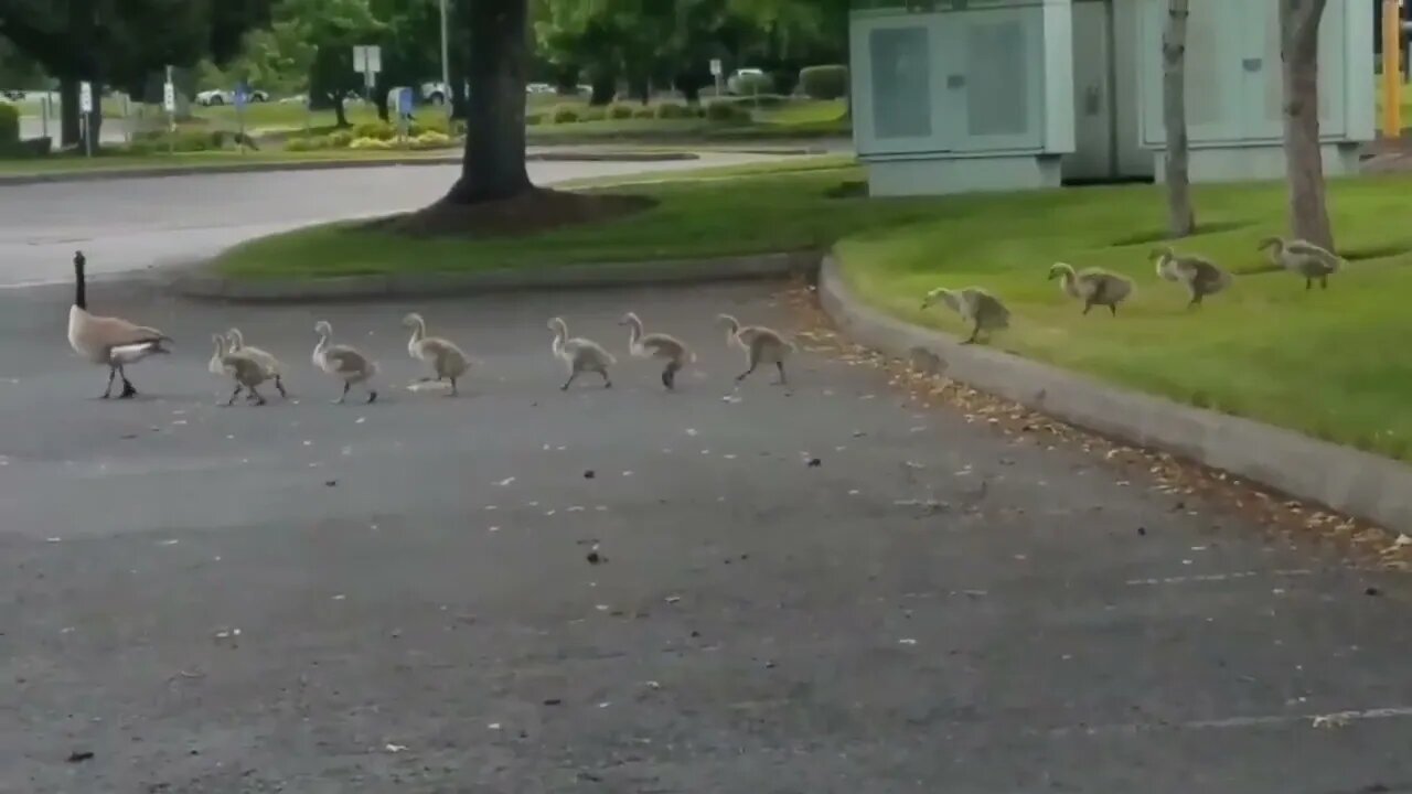 Family of Geese adopted this lil Duckling