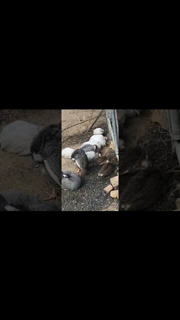 Cutest Guinea fowl keets