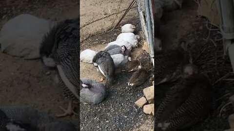 Cutest Guinea fowl keets