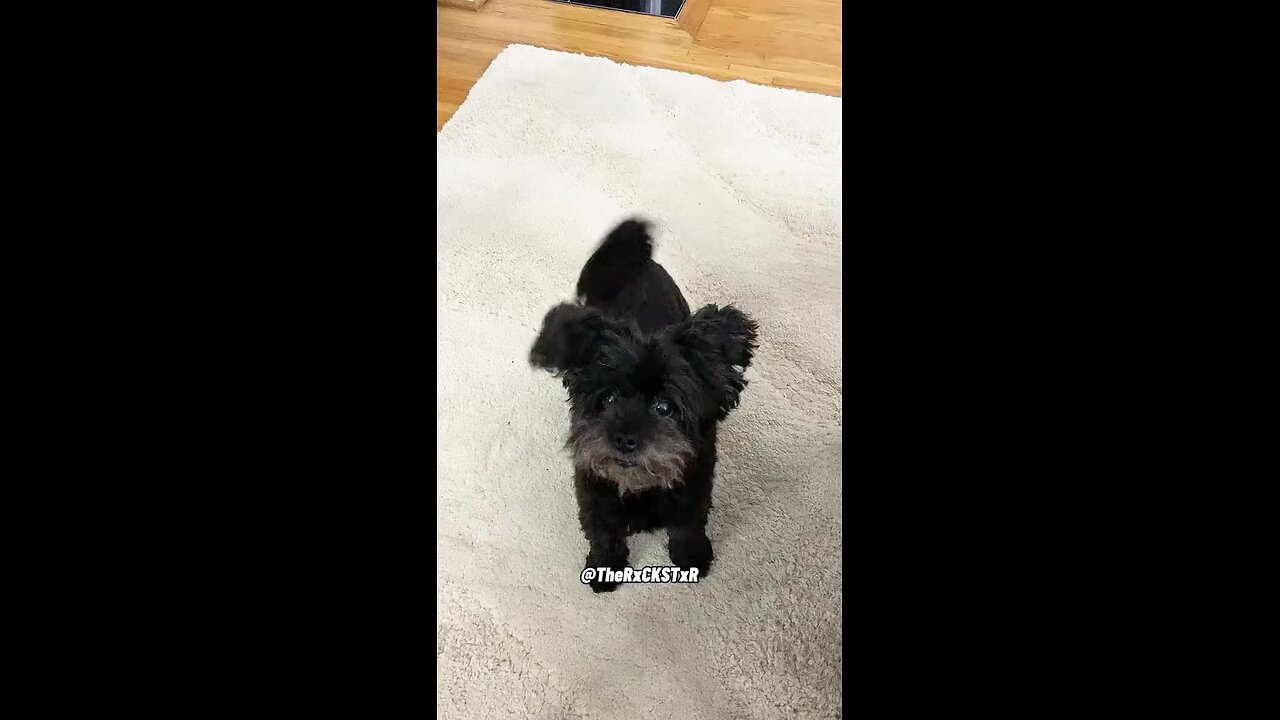 Funny dog must watch, stand on business 😂😂🔥😍