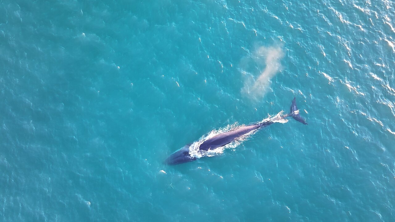 Fin whale Ireland