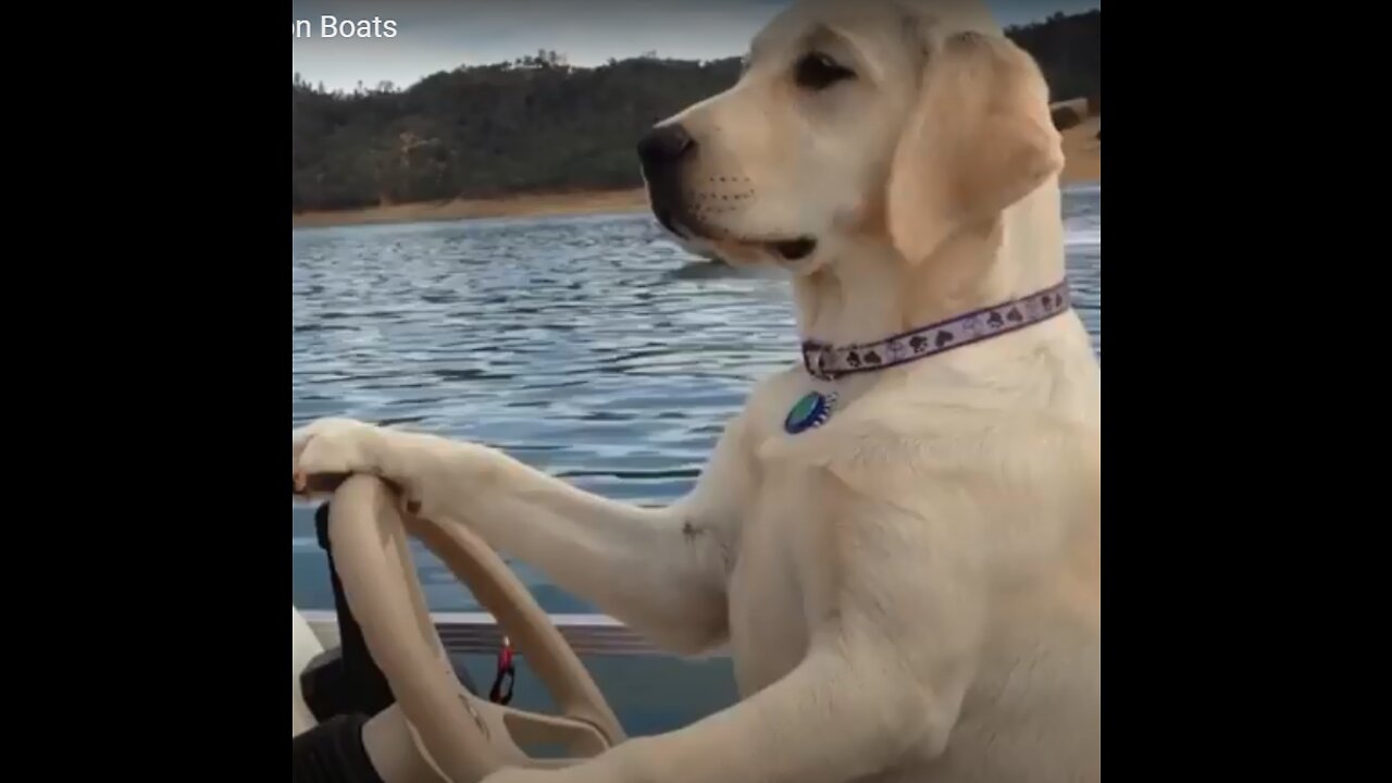 This dog's extraordinary talent ( see driving) HHh hhhh
